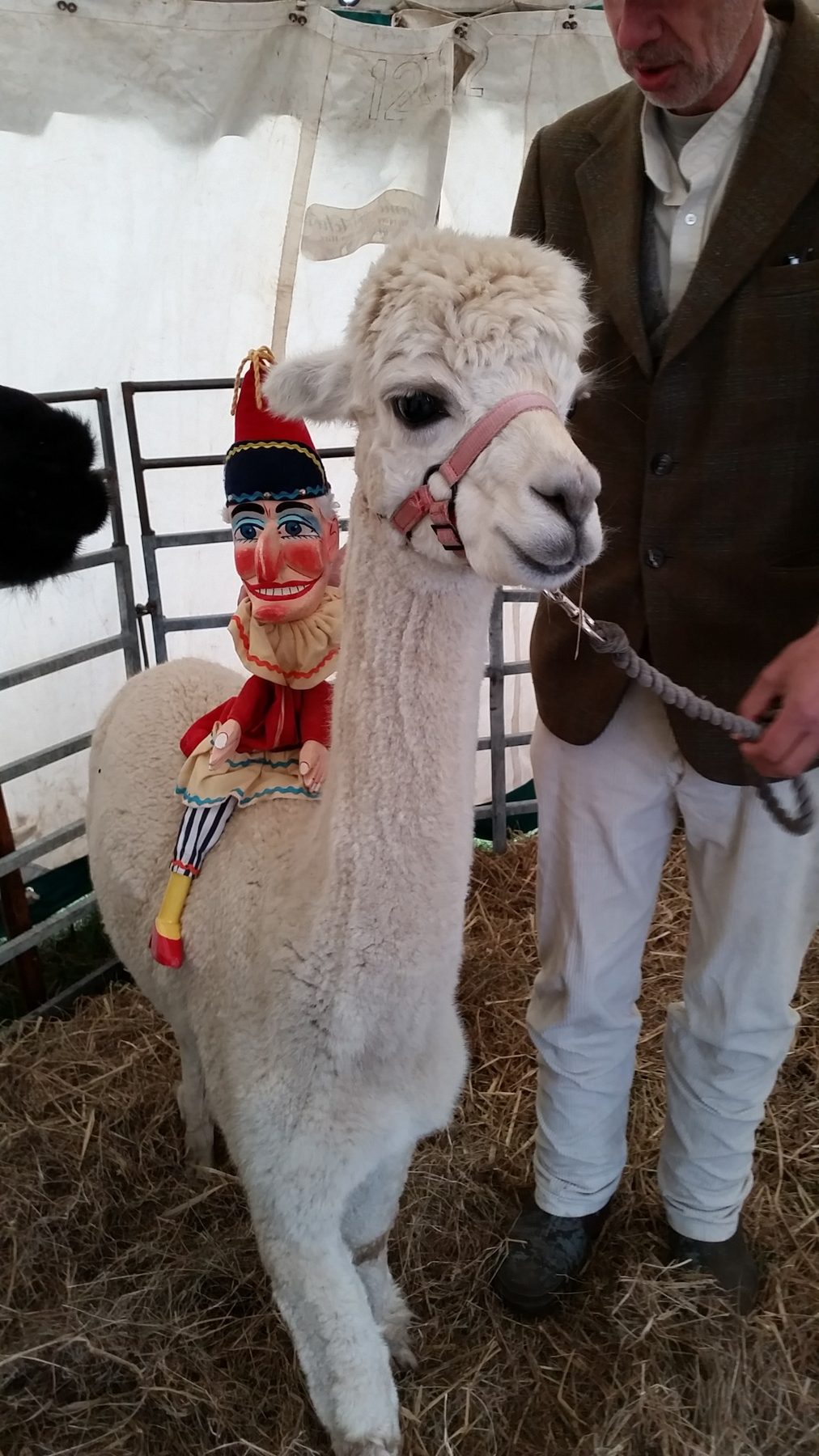 Mr Punch meeting an alpaca at the Beamish Agricultural Show in September 2015