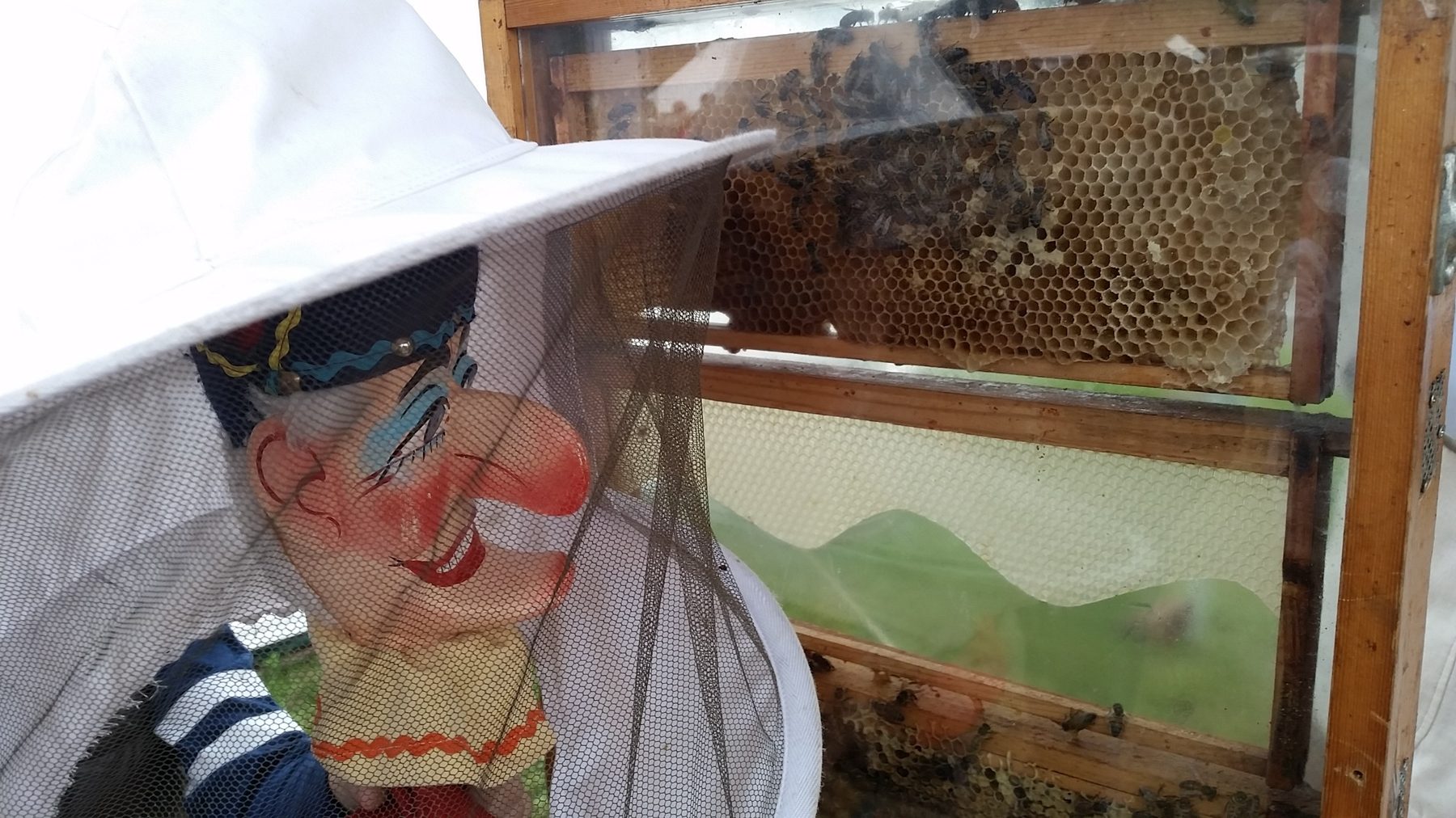 Mr Punch looking into a bee display at the Beamish Agricultural Show in September 2015
