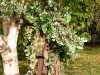 Stilt Walker Tree Costume